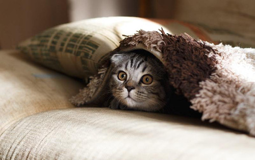 Kattenverzekering