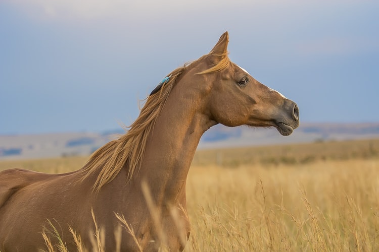 Verzekering paard